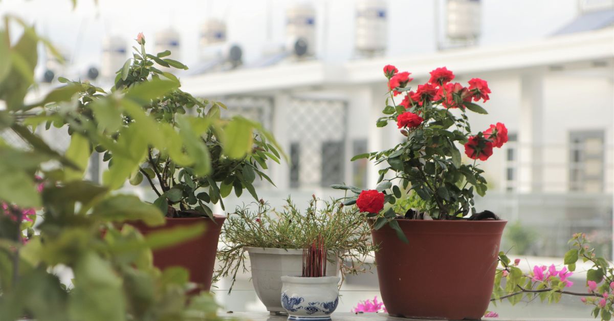 Macetas con plantines verdes en un balcón urbano